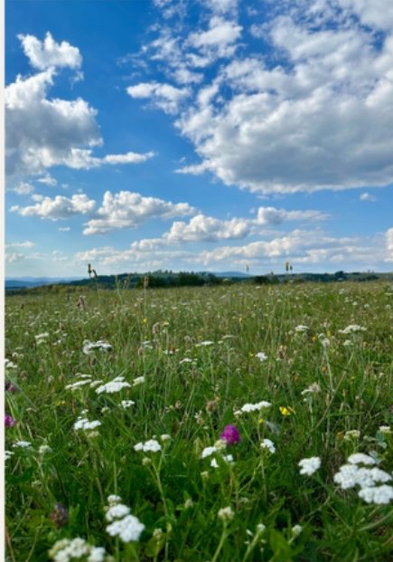 Květnatá louka u penzionu